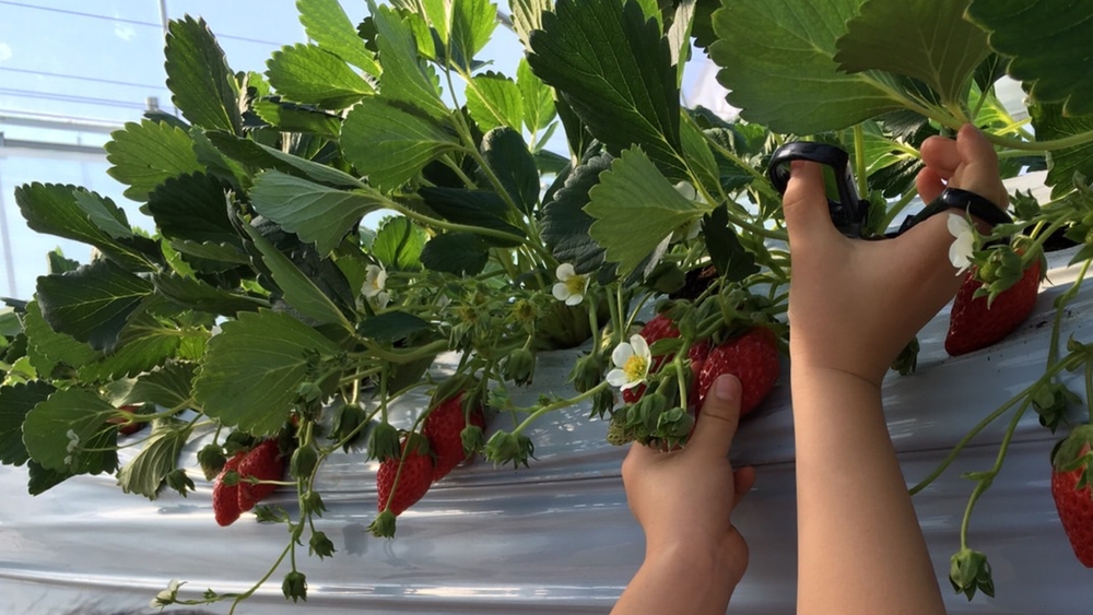 いちご狩り画像